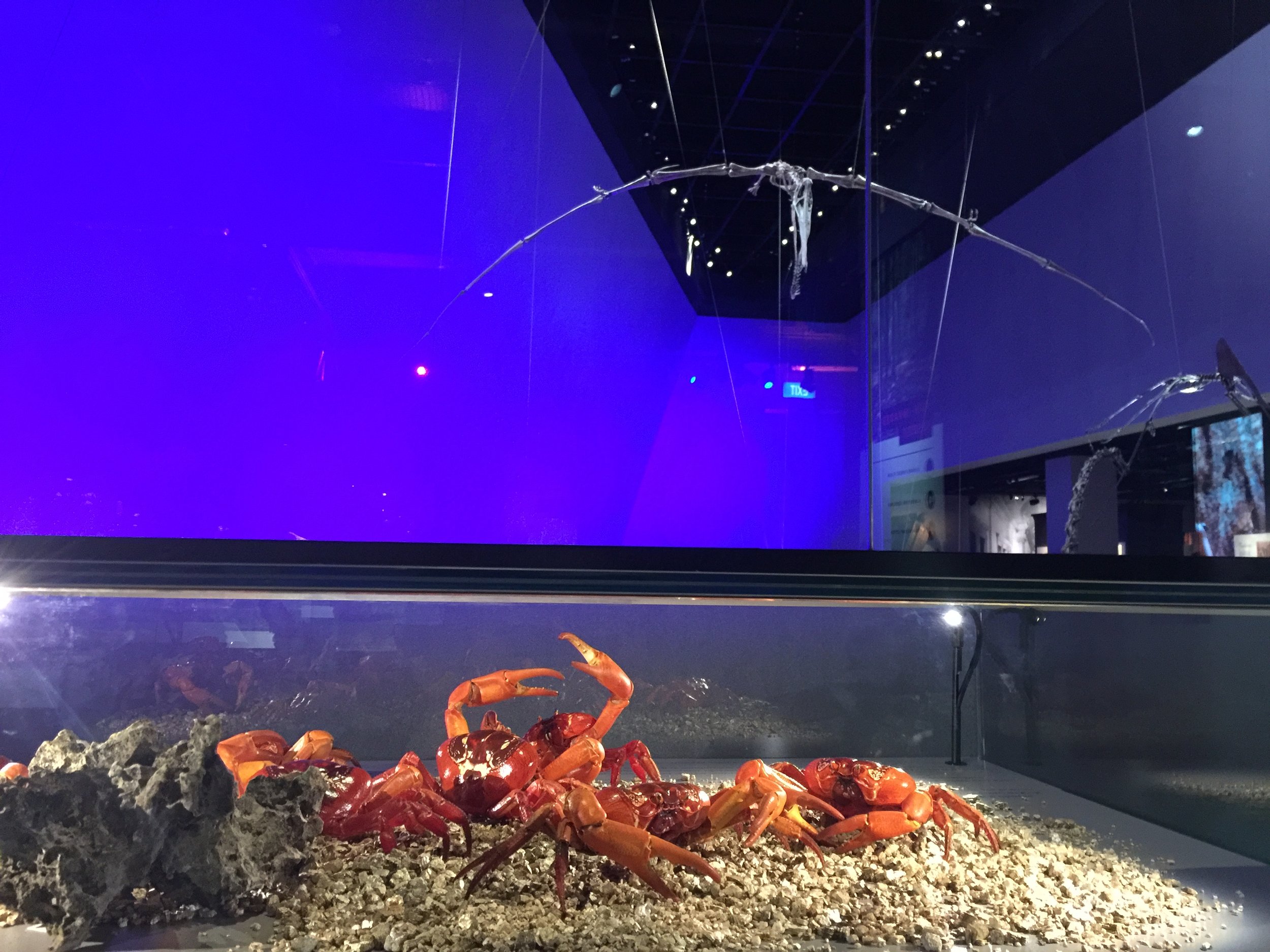 Christmas Island RED