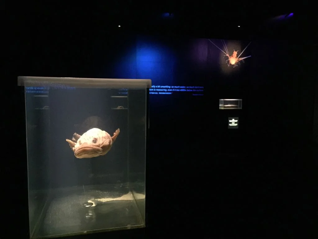 WhatsApp Image 2018-04-01 at 5.33.57 PM (3).jpeg