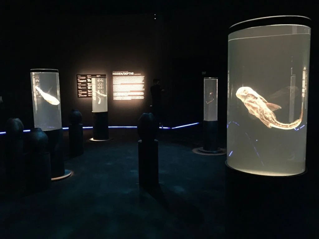 WhatsApp Image 2018-04-01 at 5.33.57 PM (4).jpeg