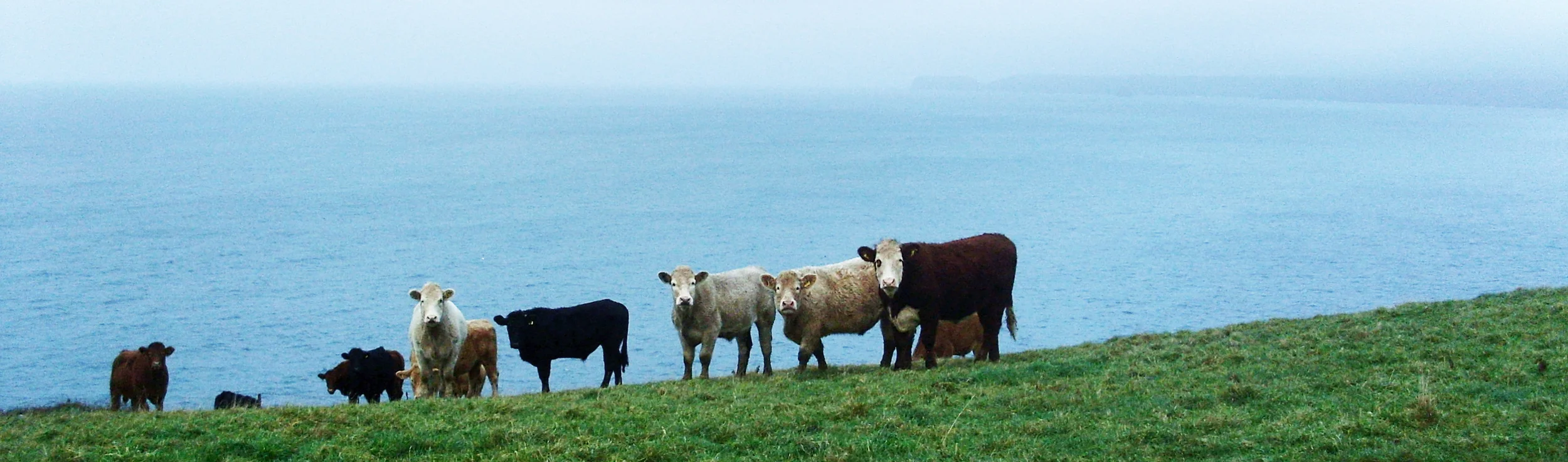 Cornish cows