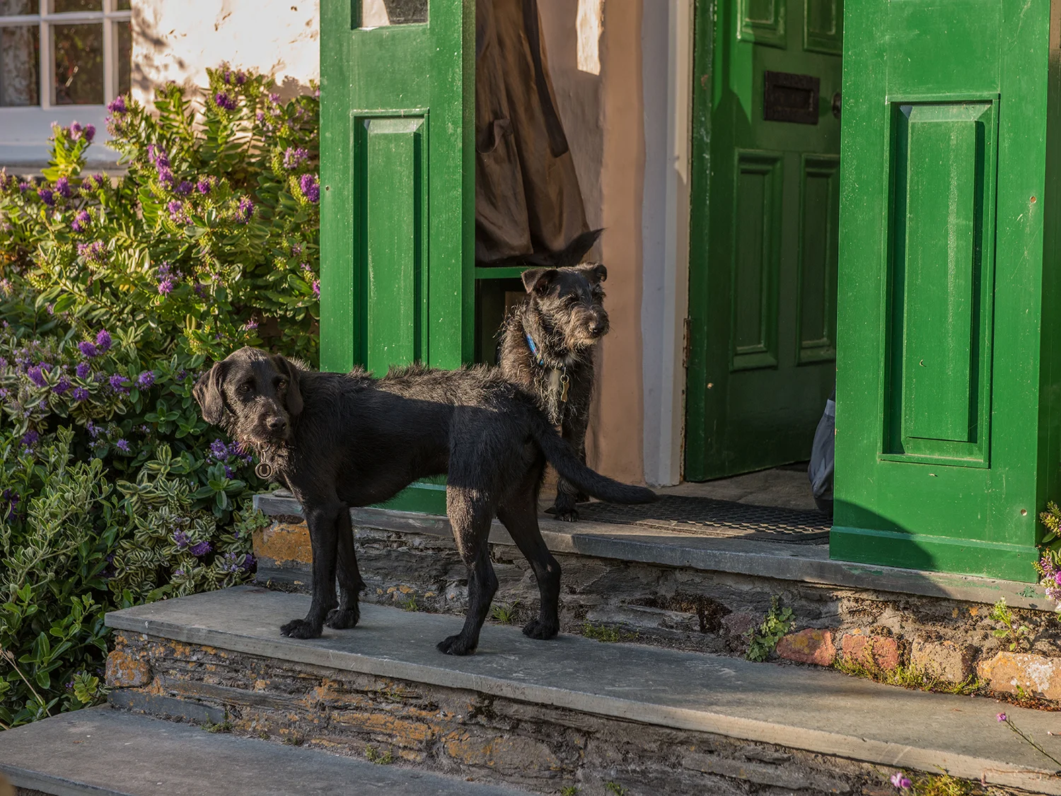 The Pink Cottage loves dogs. Photo courtesy of Mark Burley (www.markburley.co.uk)