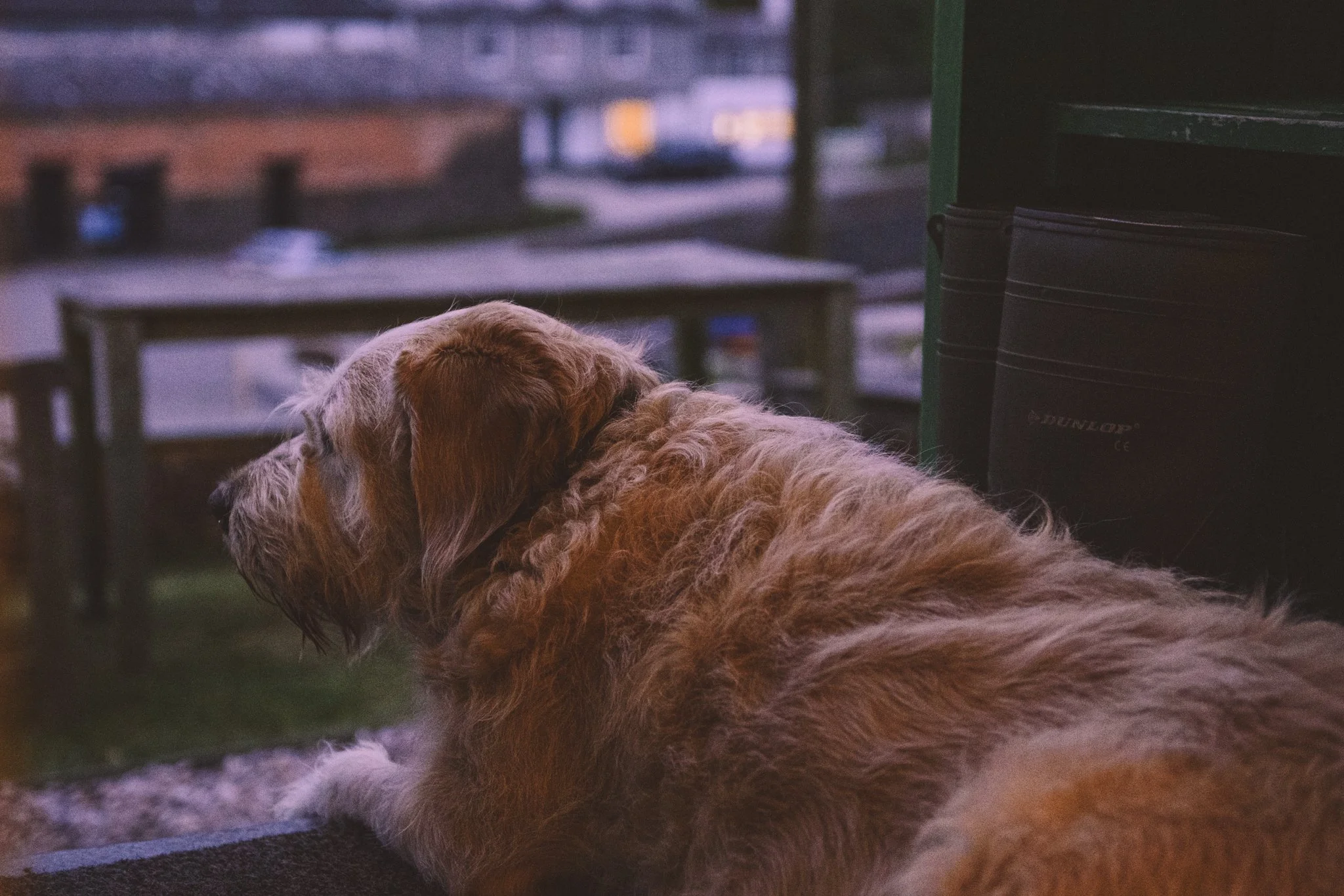 Dog Friendly Seaside Cornwall Cottage.jpg
