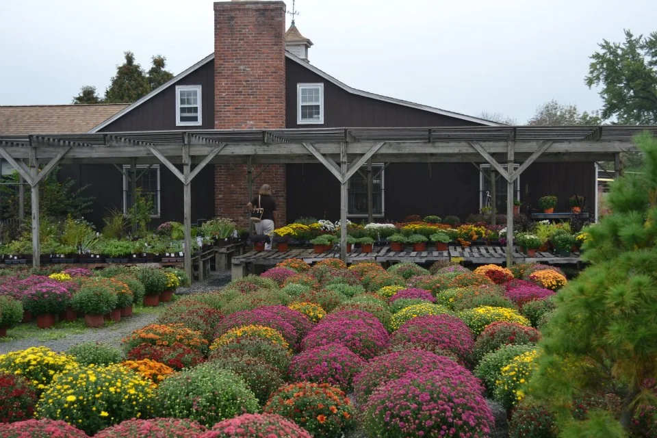 Fall Mums