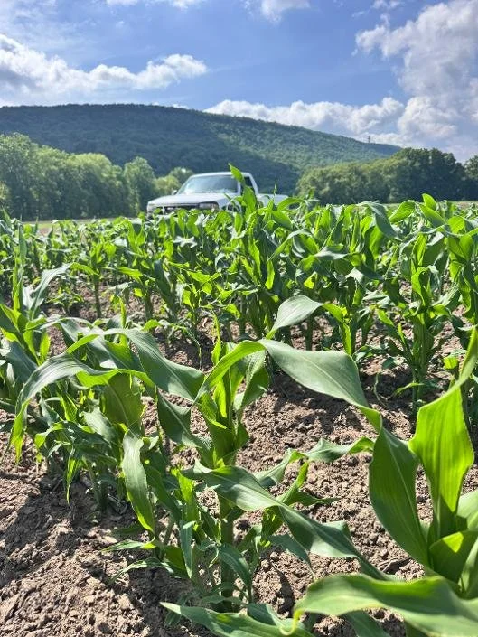 Wade's Farm Fresh