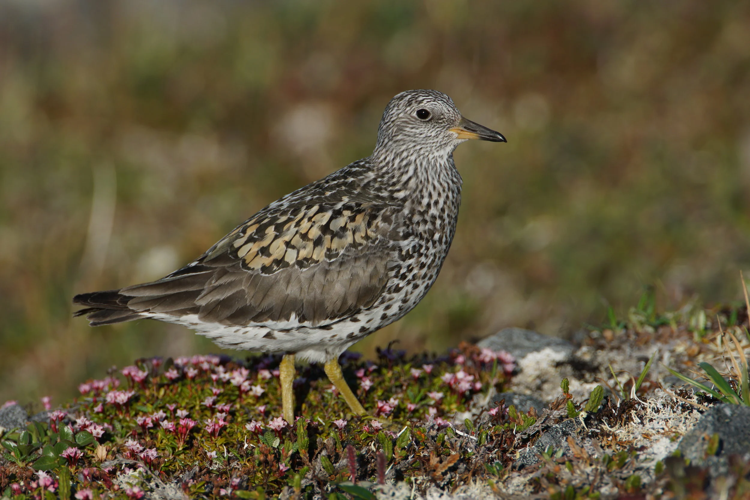 Surfbird - Nome, Alaska