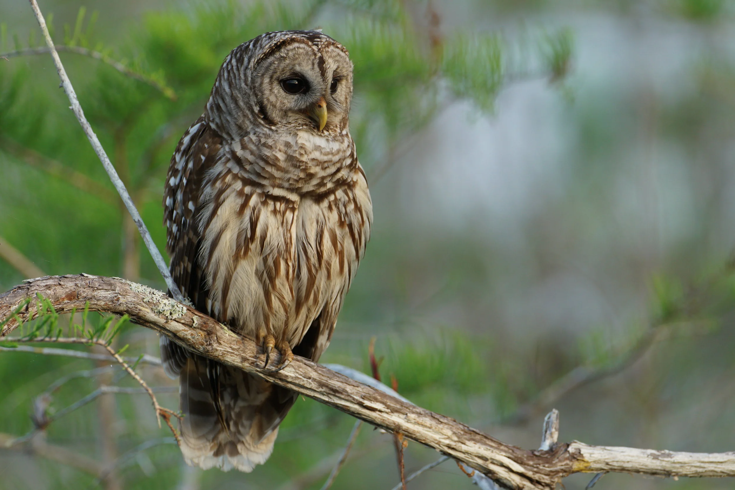 Barred Owl - Everglades National Park, Florida
