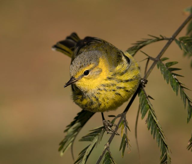 This Cape May Warbler has been feasting on aphids on a Mimosa Tree in the Arnold Arboretum down the street in Roslindale, MA.  Here are a few shots from yesterday evening and this morning. #capemaywarbler #warblers #neotropicalmigrants #migratorybird