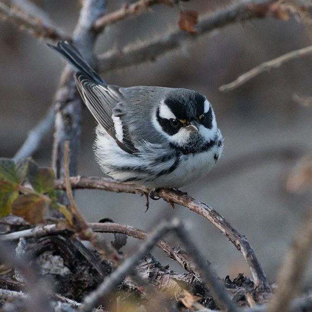I spent the cold afternoon with this Black-throated Gray Warbler - an unexpected visitor to the Massachusetts coast.  This bird foraged intently, snatching insects along the edge of the beach, even devouring a pill bug pulled from the base of dune gr