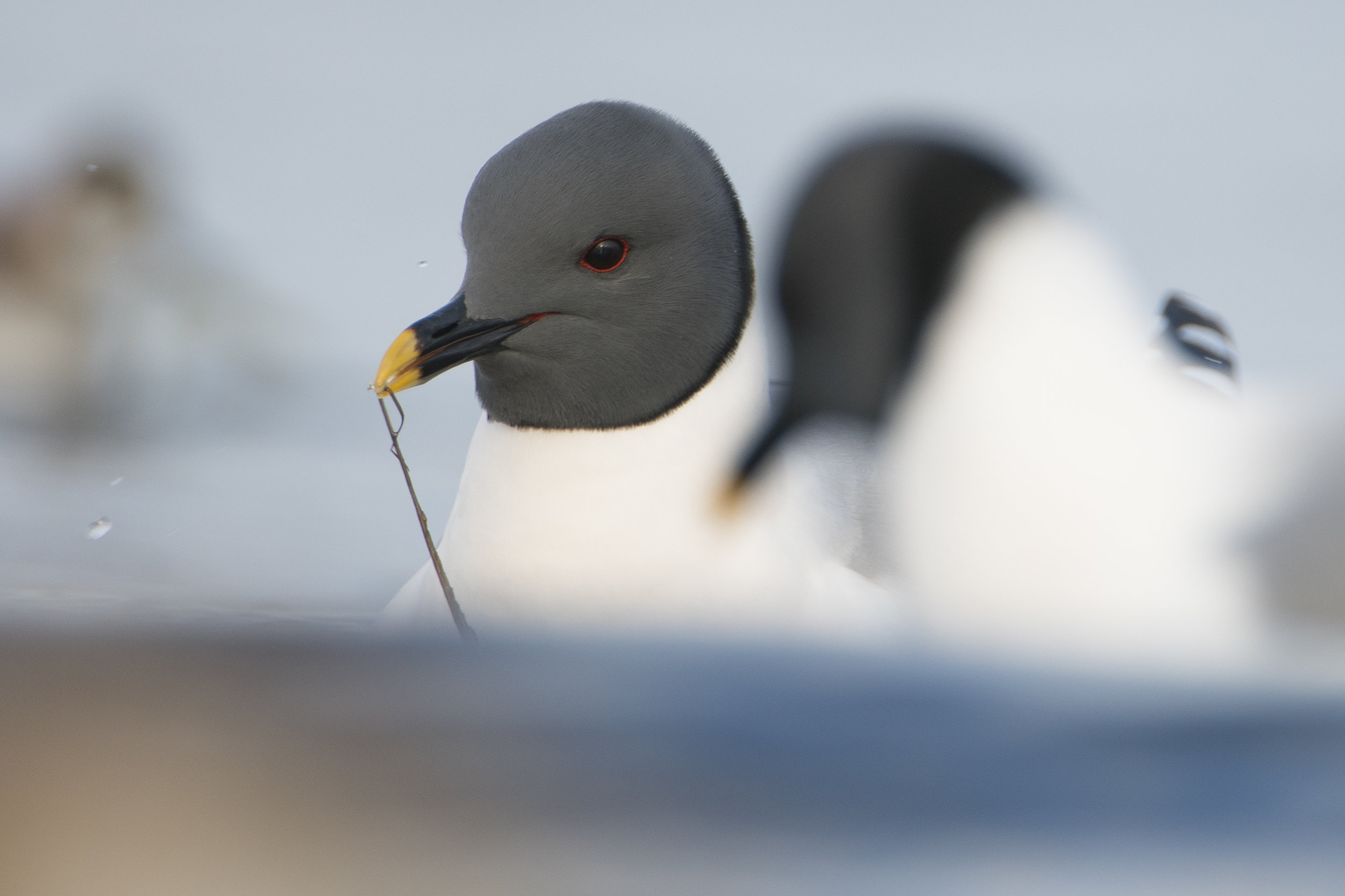 Sabine's Gull