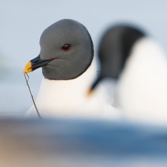 This past Spring a fish spawn attracted these Sabine's Gulls to a spot along the shore of Norton Sound near Nome, AK.  Look for the tiny egg at the tip of this birds bill.  For days this bounty attracted Gulls and arriving migrant shorebirds.  Check 