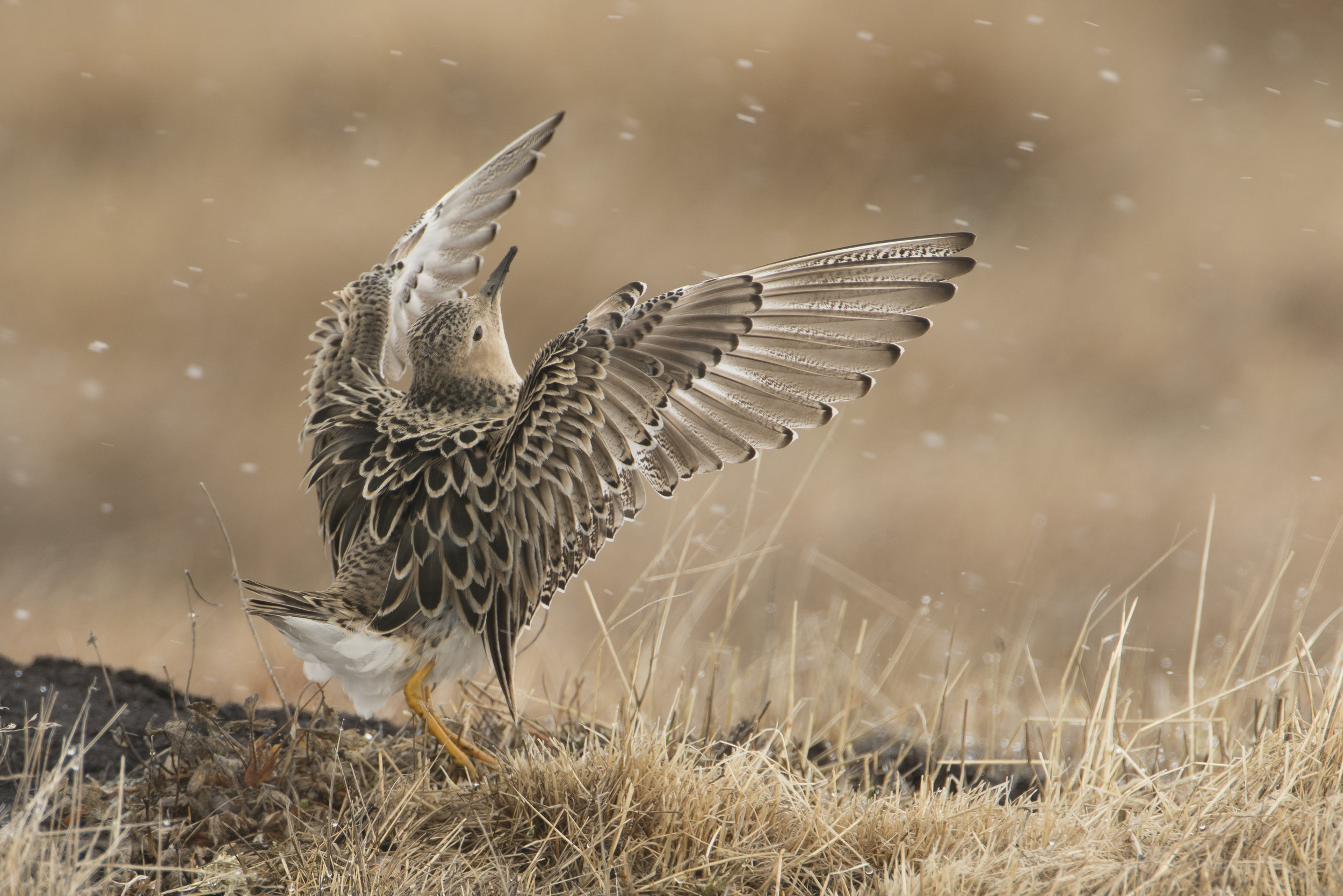 Buff-breasted Sandpiper display on a lek near Utqiagvik, Alaska from this past Spring. I was thrilled to learn that this photo has made it through to the final round of judging in the prestigious Wildlife Photographer of the Year Contest in England.