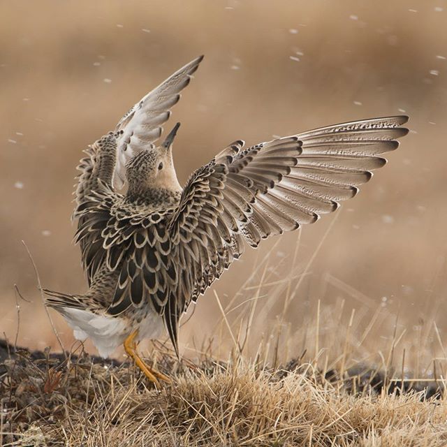 Buff-breasted Sandpiper display on a lek near Utqiagvik, Alaska from this past Spring.  I was thrilled to learn that this photo has made it through to the final round of judging in the prestigious Wildlife Photographer of the Year Contest in England.