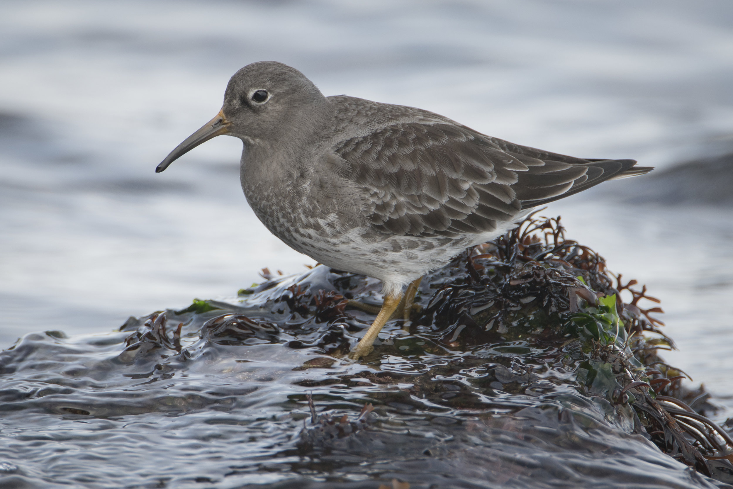 Purple Sandpiper foraging atop a seaweed covered rock along the rocky, Massachusetts coast. My favorite wintertime resident of my home coastline, these birds are always exciting to watch when you can get close.