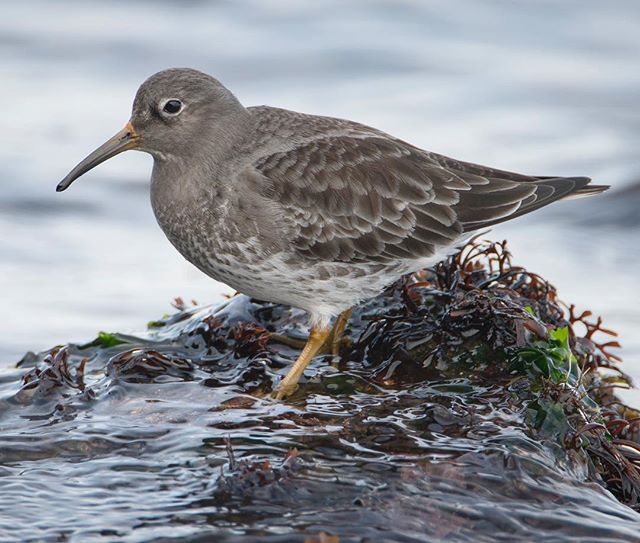 Purple Sandpiper foraging atop a seaweed covered rock along the rocky, Massachusetts coast.  My favorite wintertime resident of my home coastline, these birds are always exciting to watch when you can get close.  #purplesandpiper #sandpipers #birdsof