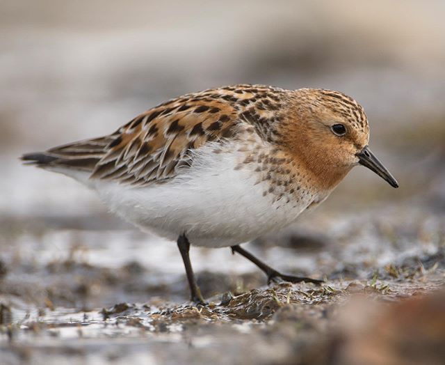 Red-necked Stint, Utqiagvik, Alaska.  Watching this bird forage, I noticed a low-stepping, almost creeping posture as the bird moved forward while foraging.  Foraging style can be diagnostic, just like flight or posture...a lesson learned from this e
