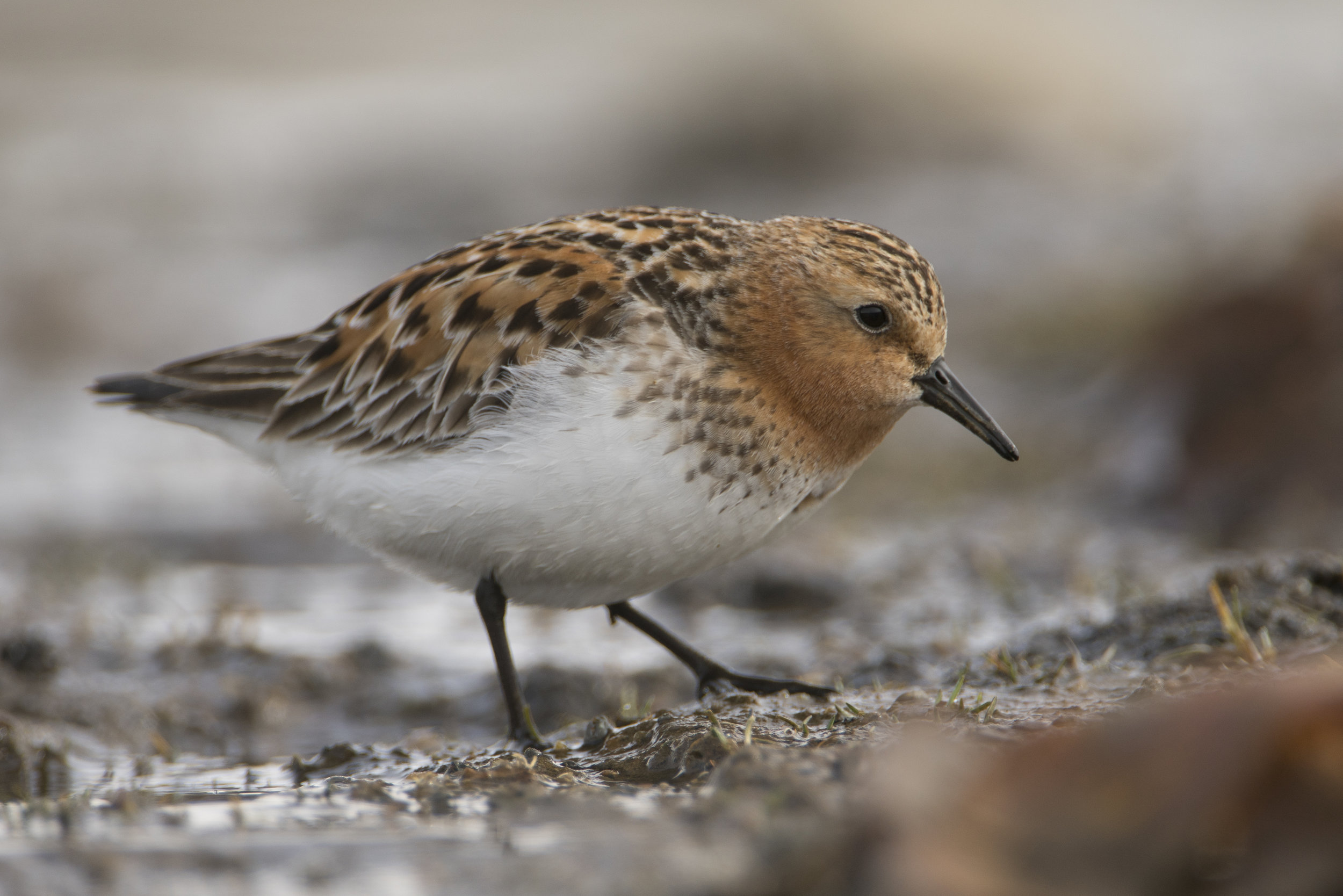 Red-necked Stint, Utqiagvik, Alaska. Watching this bird forage, I noticed a low-stepping, almost creeping posture as the bird moved forward. Foraging style can be diagnostic, just like flight or posture...a lesson learned from this encounter that I