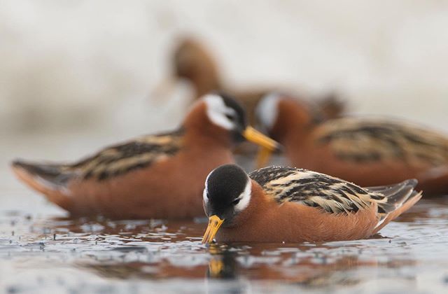 Red Phalarope foraging in a meltwater pool on migration to the breeding grounds in the Alaskan arctic. The migration flights of Shorebirds are some of the most impressive feats in the animal kingdom.  These Red Phalarope individuals likely arrived he