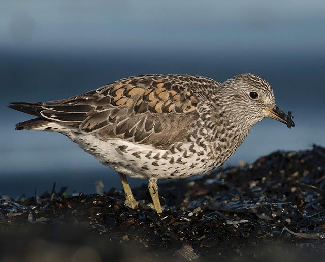 Surfbird, foraging atop an eel grass covered block of ice on the Seward peninsula shore.  Surfbirds sometimes gather at the shore of Norton Sound in the early Spring when their montane, alpine tundra nesting areas are still covered with snow.  In the