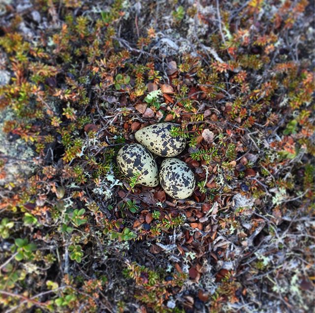 Who's nest is this? Hint: a Shorebird of the Scandinavian alpine tundra.  Only three eggs in this nest.  Sometimes Shorebirds do lay a clutch of only three eggs but in this case I believe that the female was soon due to lay a fourth.  When I found th