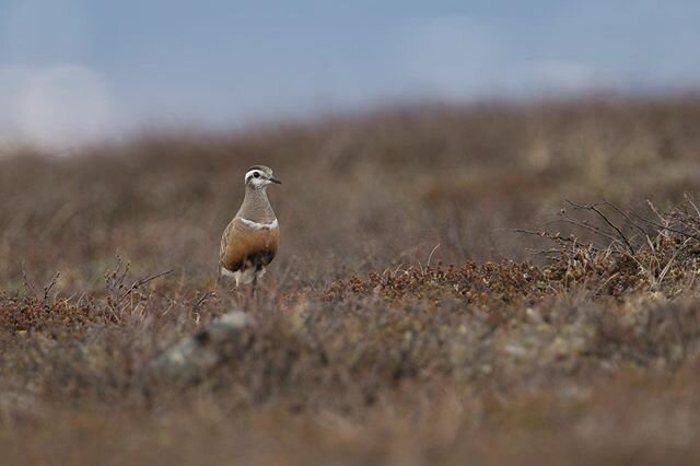 A few weeks back I posted a nest photo from the alpine tundra of northern Finland.  Here is the reveal - a beautiful Eurasian Dotterel, female, walking back to her nest from this past Spring.  Second image is another shot of the nest with a clutch of