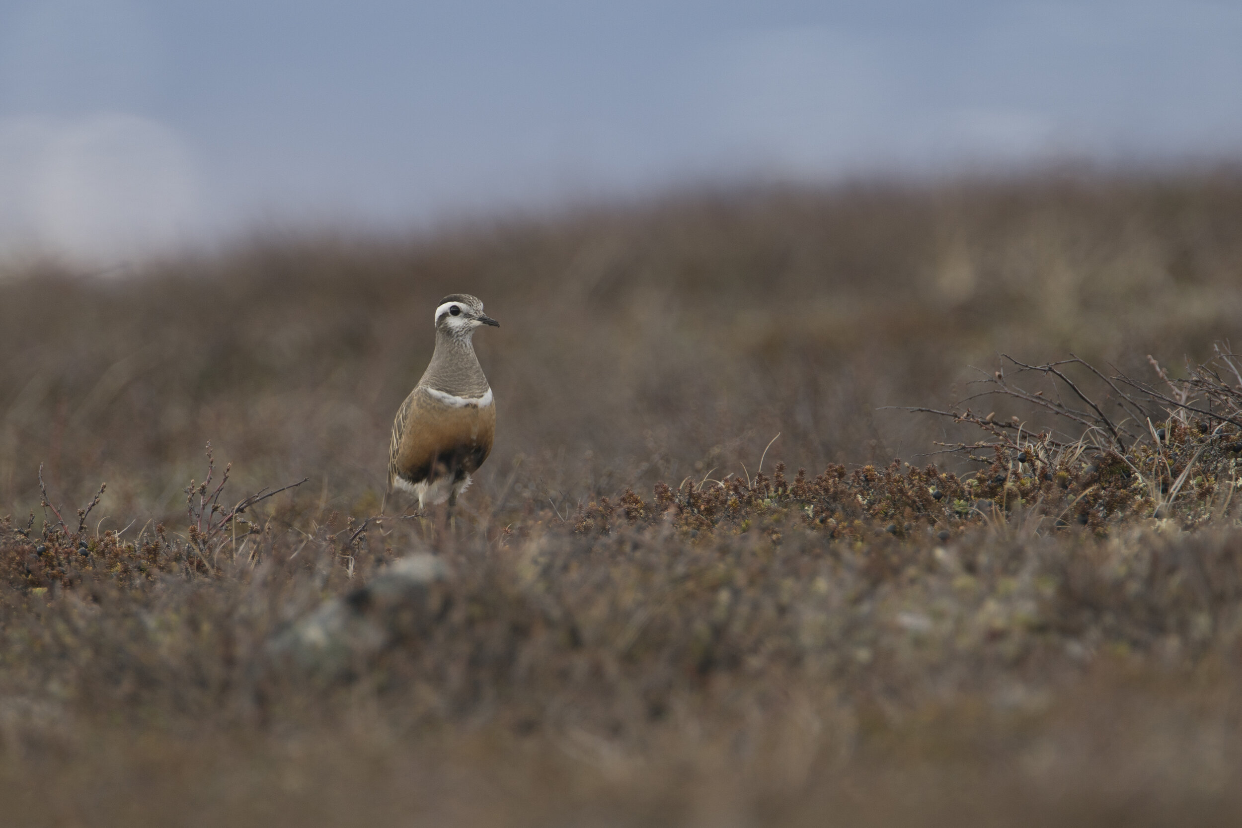 A few weeks back I posted a nest photo from the alpine tundra of northern Finland. Here is the reveal - a beautiful Eurasian Dotterel, female, walking back to her nest from this past Spring. Second image is another shot of the nest with a clutch of