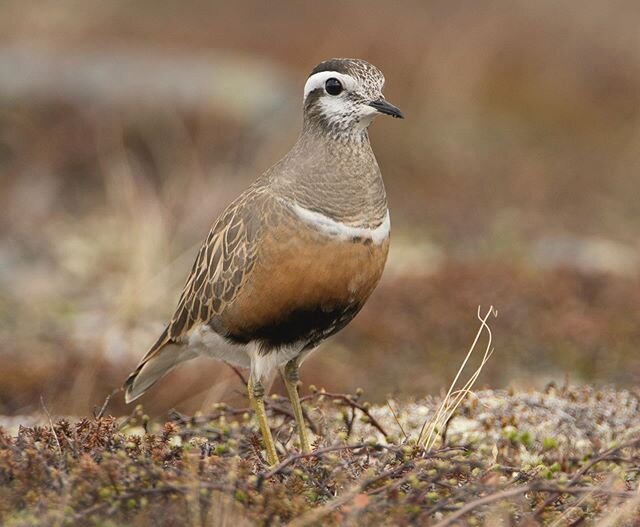 Eurasian Dotterel on the tundra in northern Finland.  Processing my best images of this species I pondered the question of what, explicitly makes for a good wildlife portrait.  I like the expressiveness of the first shot, the angle of the bird&rsquo;