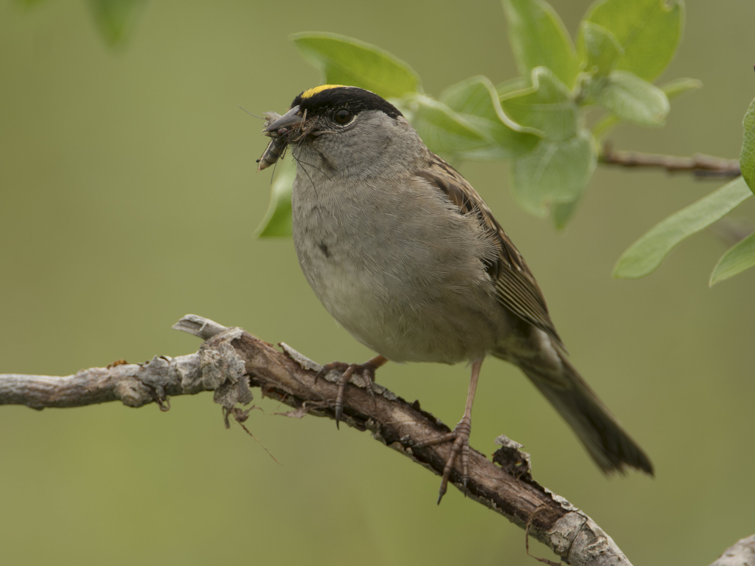 Golden-crowned Sparrow with a beak full of insects for his nestlings in the Willow woods of Nome, Alaska. This species breeds in copses of 5-10 foot tall trees along roadsides and in ridgeline creases, surrounded by open tundra. The zoomed in view i