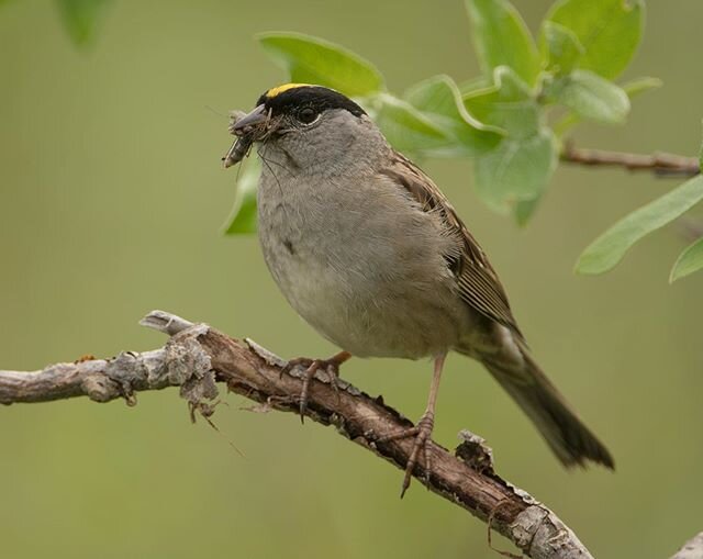 Golden-crowned Sparrow with a beak full of insects for his nestlings in the Willow woods of Nome, Alaska.  This species breeds in copses of 5-10 foot tall trees along roadsides and in ridgeline creases, surrounded by open tundra. The zoomed in view i