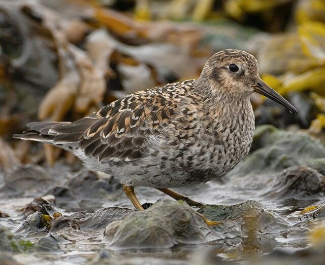 Purple Sandpiper in breeding plumage from the Varanger peninsula in northern Norway.  I am lucky to have this amazing species wintering just up the coast from my home in Massachusetts but I never see them in this plumage.  Last Spring I found this bi