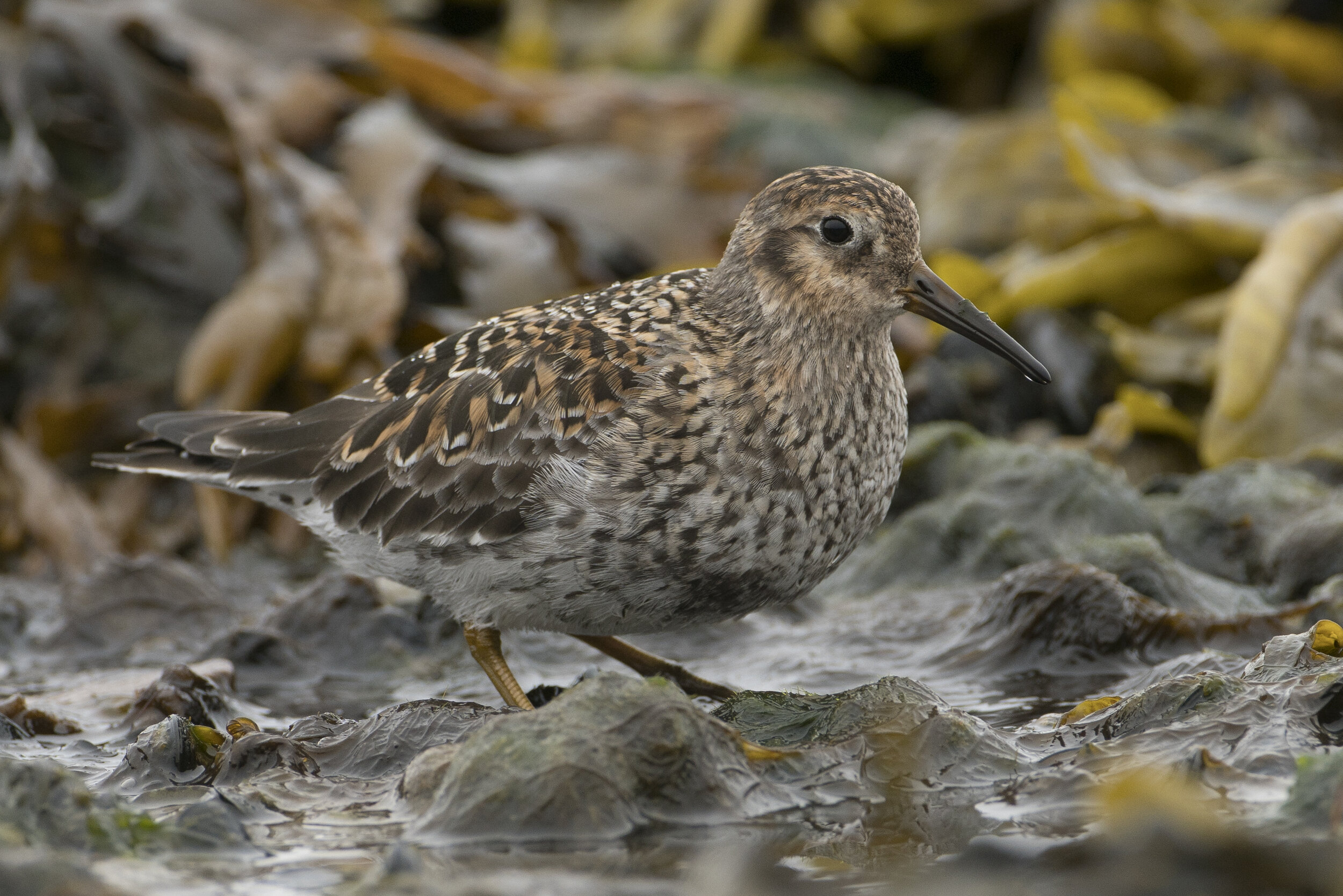 Purple Sandpiper in breeding plumage from the Varanger peninsula in northern Norway. I am lucky to have this amazing species wintering just up the coast from my home in Massachusetts but I never see them in this plumage. Last Spring I found this bir