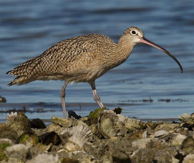 Long-billed Curlew, one day late for #worldcurlewday and happy #earthday  This remarkable bird with a massively long and incredible bill was foraging on the coast of Texas in winter, probing into crevices amongst the oysters, twisting and contorting 