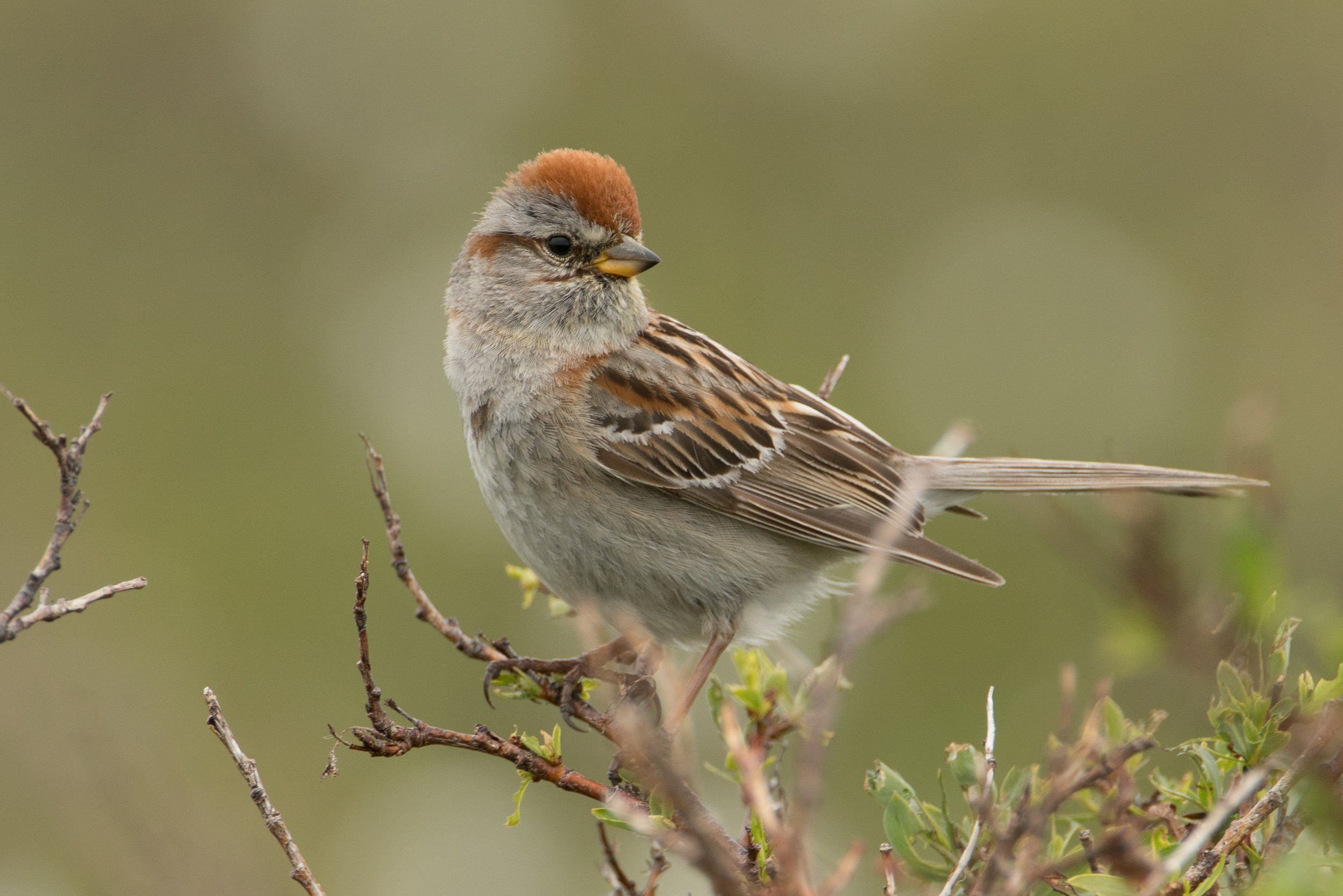 American Tree Sparrow