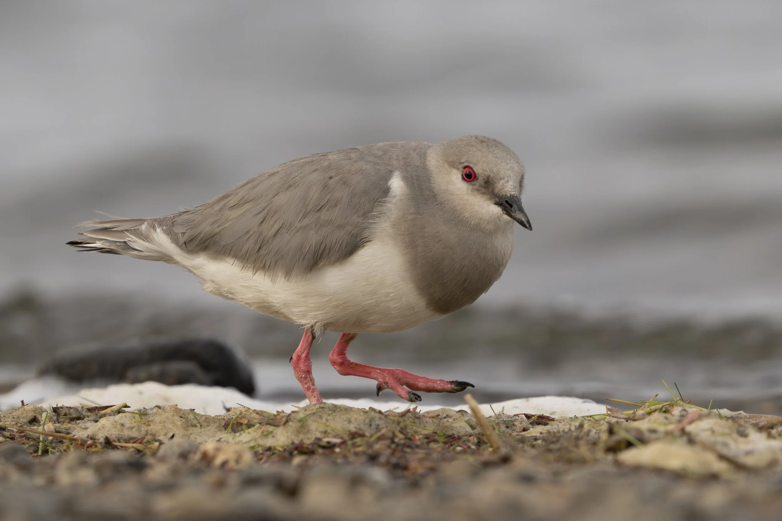 Magellanic Plover