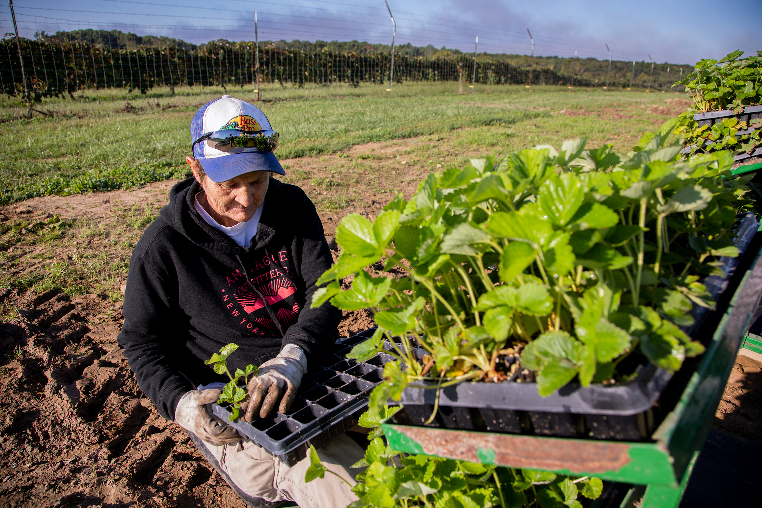  Brenda get’s around $8 per hour for planting strawberries at the Simpson’s Farm. They plant about 22.000 of them daily. She is hoping to find a job that would allow her to work indoors during the colder months. Anticipating news from her recent job 