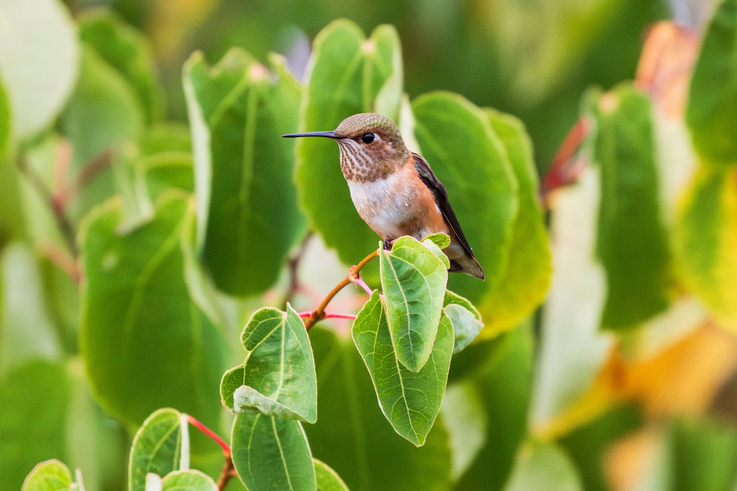 1M8A0868-Enhanced-NR 2.JPG