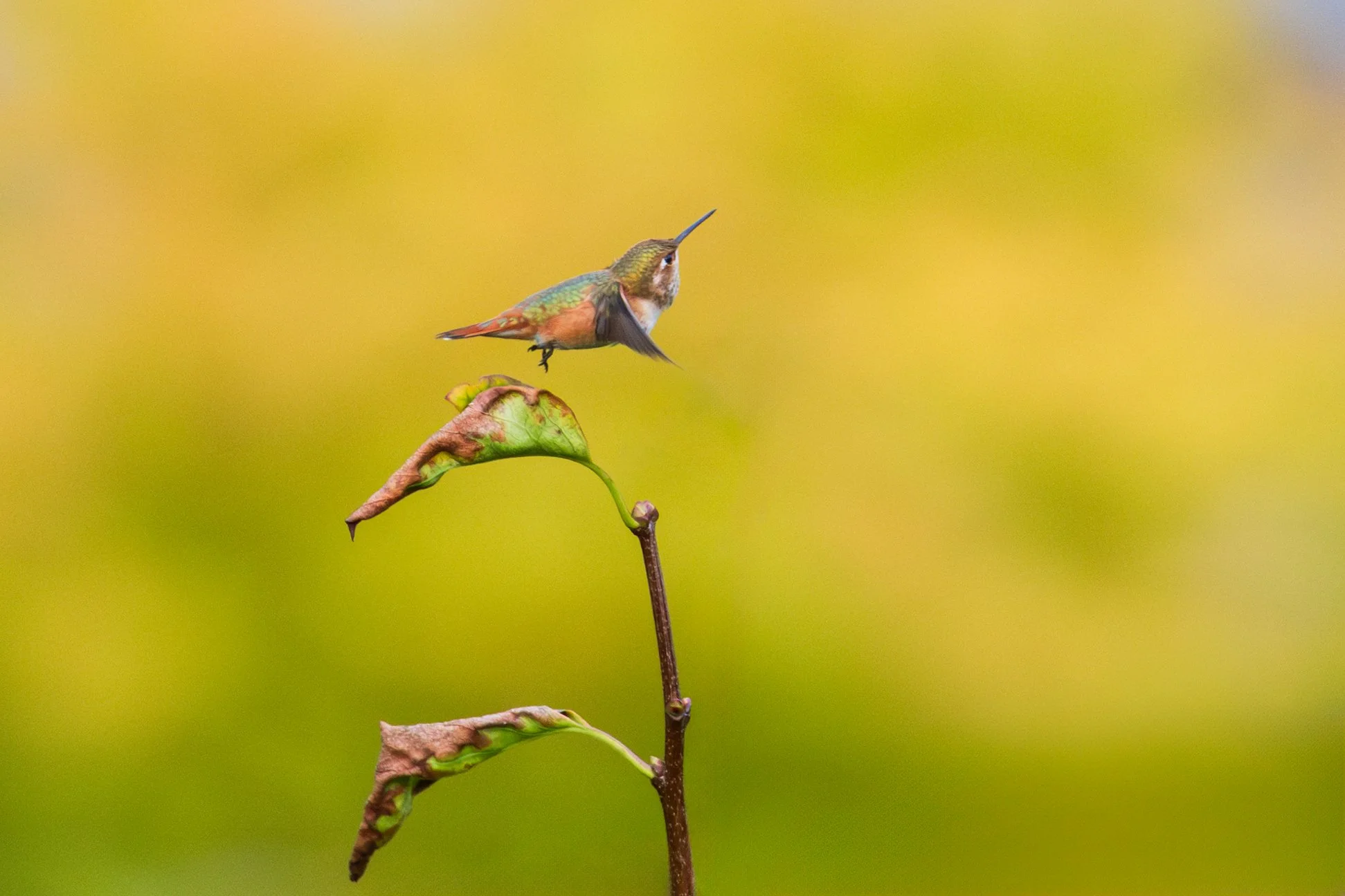 1M8A0754-Enhanced-NR-Edit 2.JPG