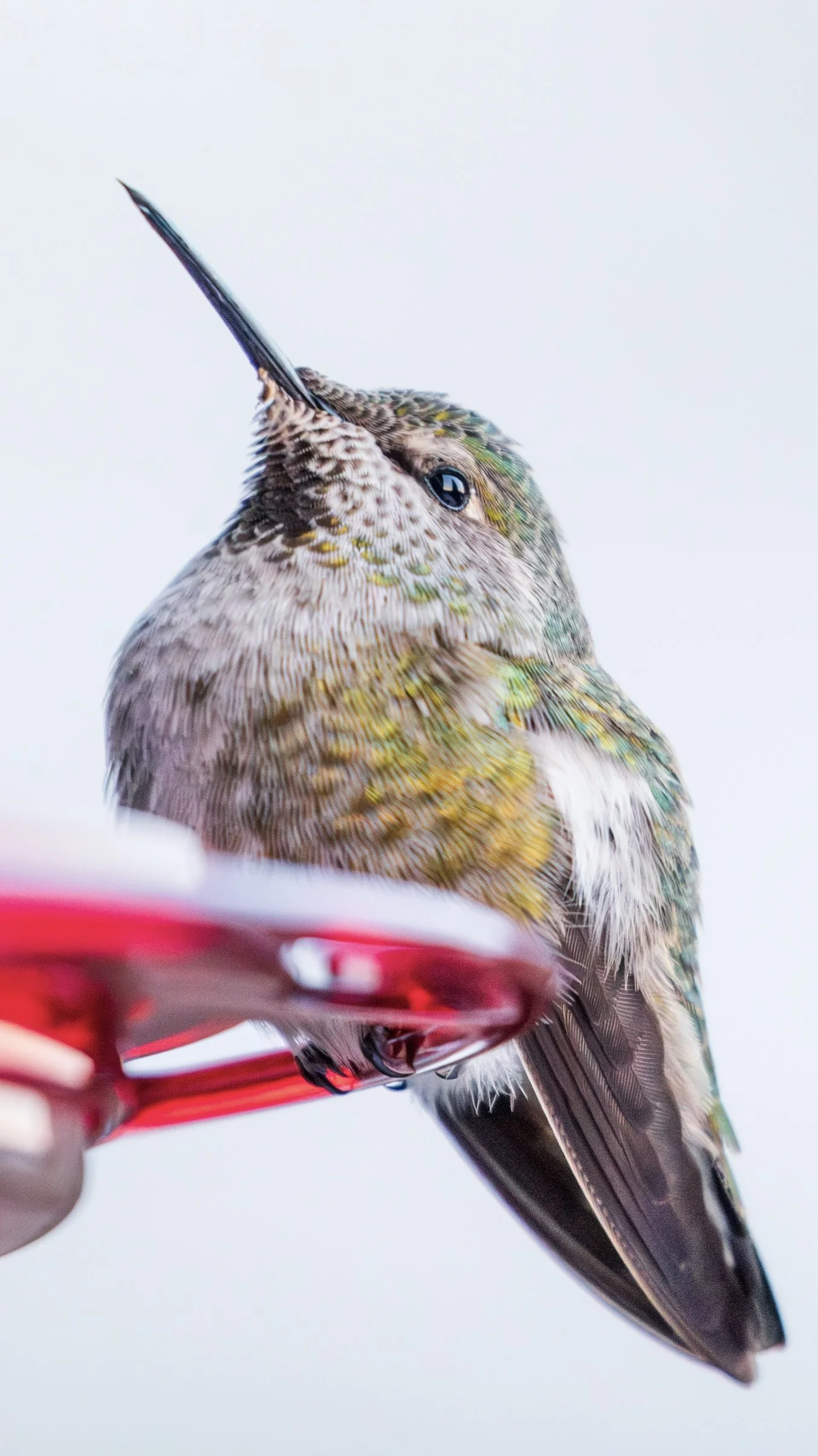 _S8A9193-Enhanced-NR 2.jpg