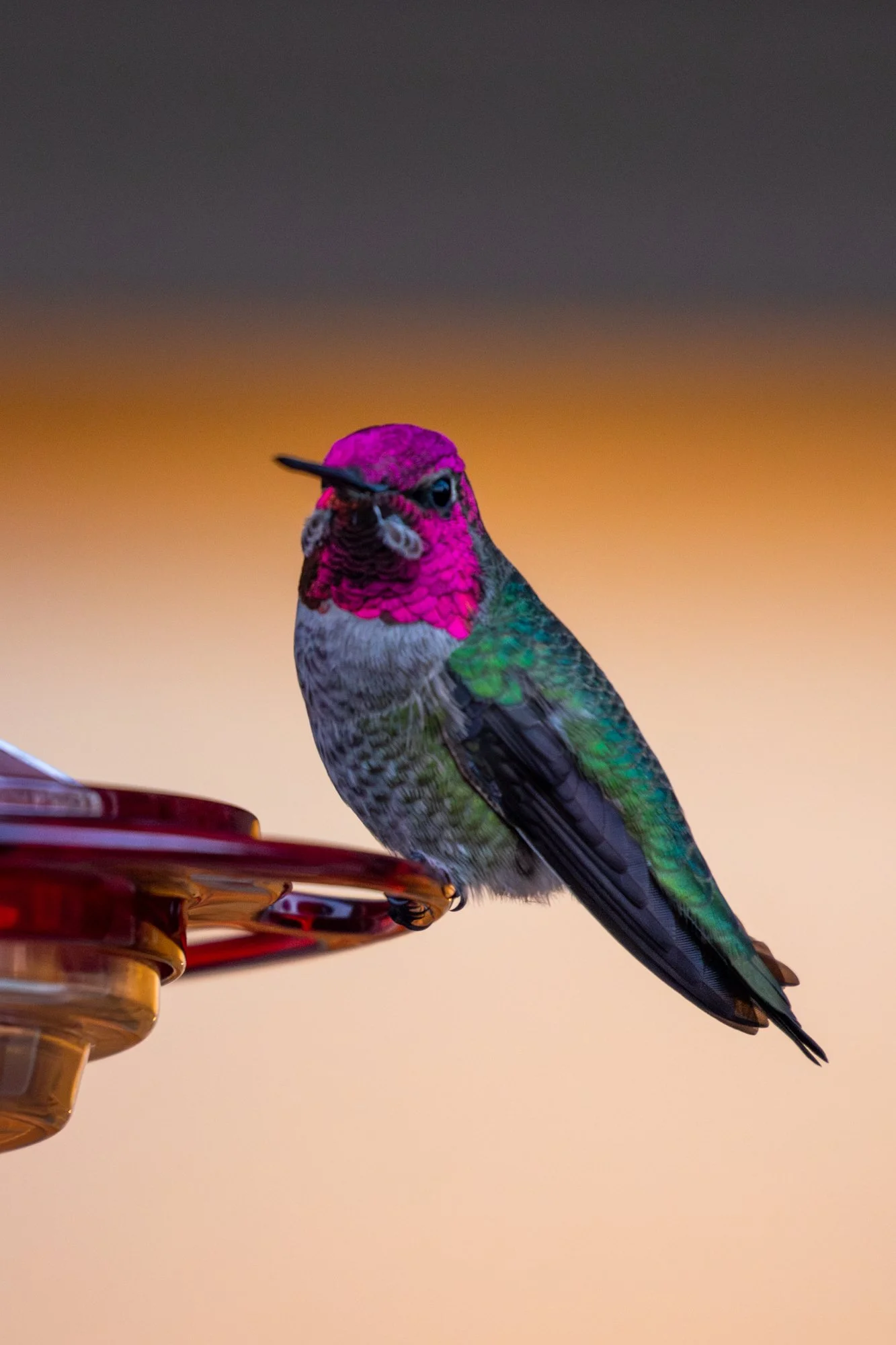 _S8A8261-Enhanced-NR 2.JPG