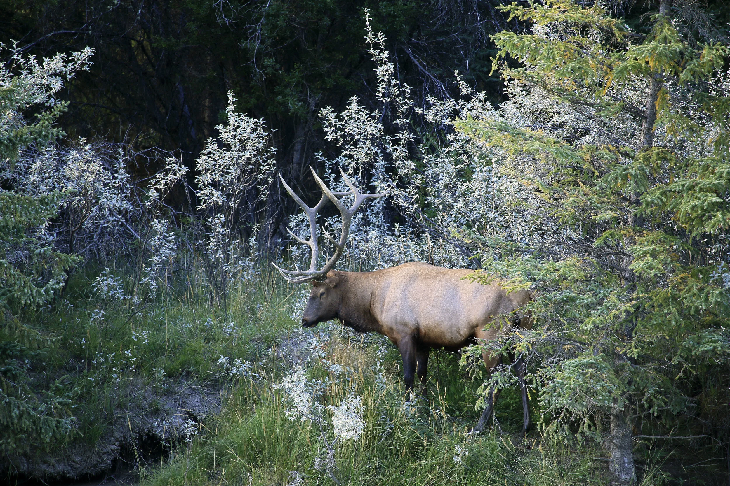 elk.jpg