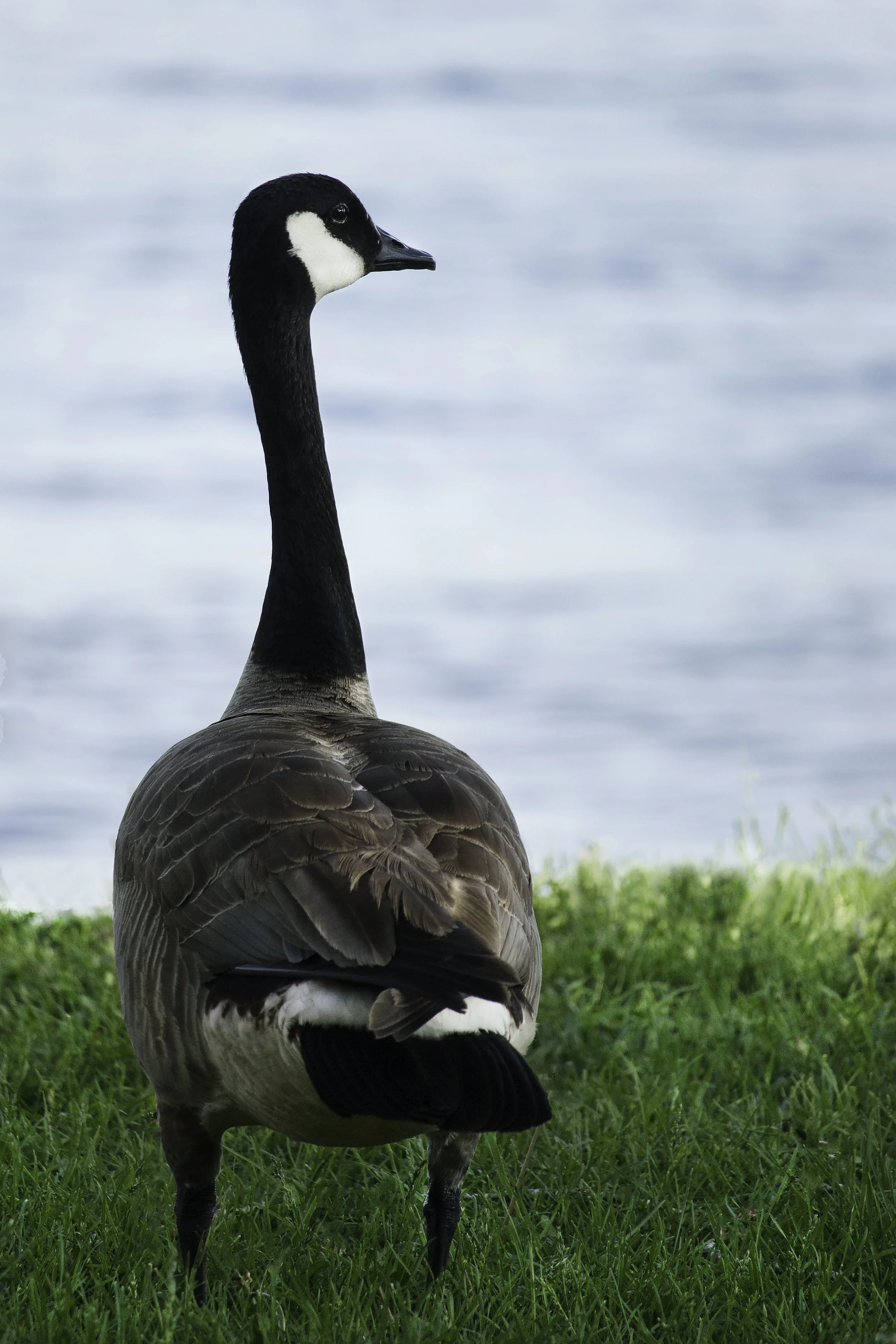 Geese.jpg