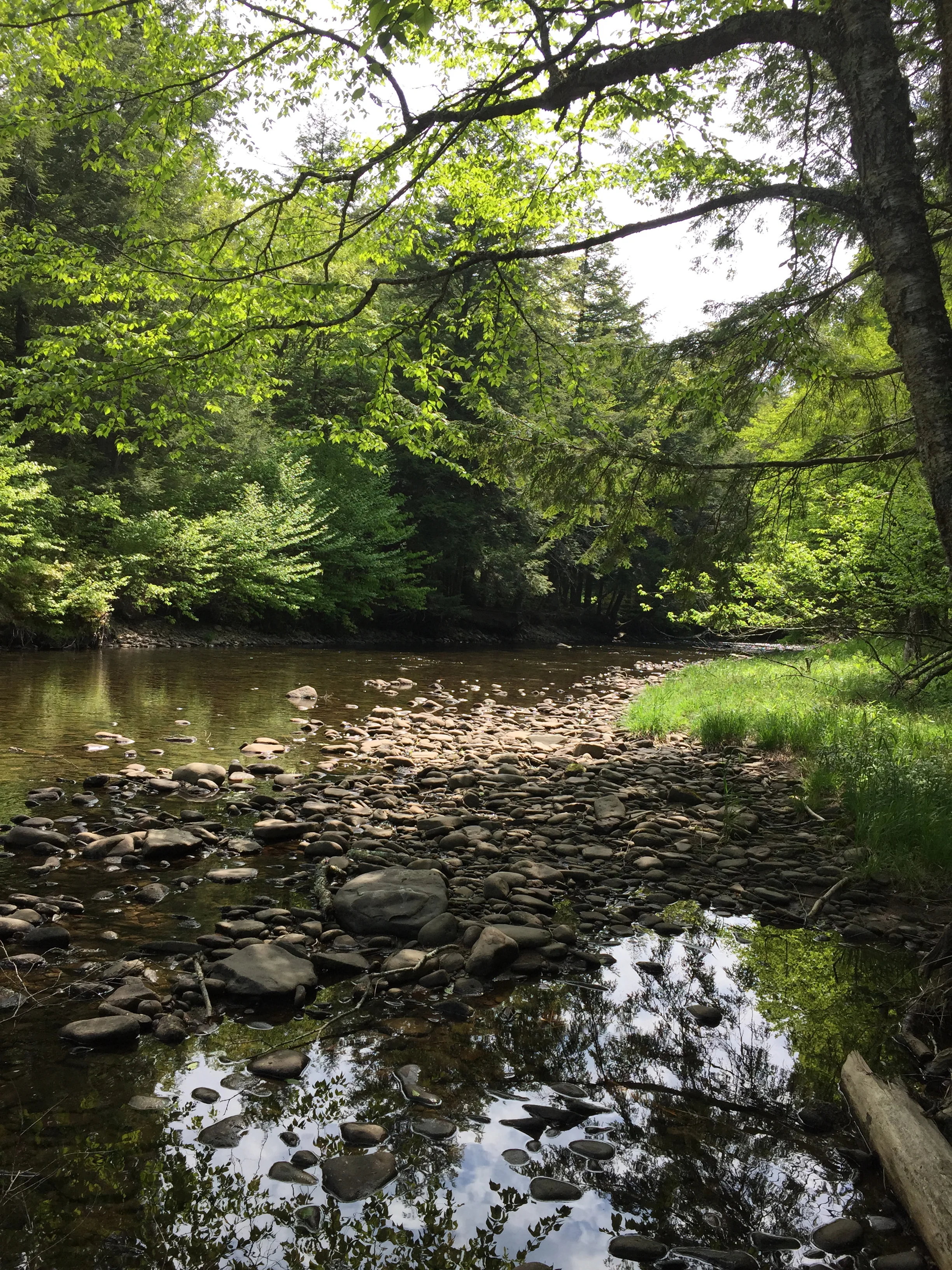 Catskill Spring-NY