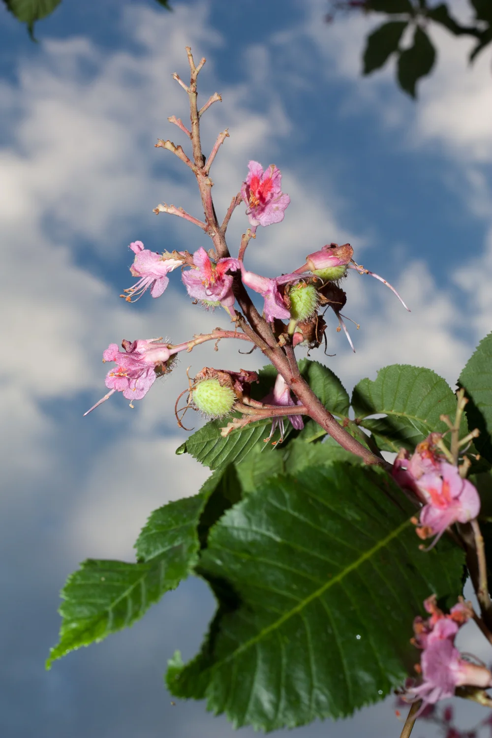 flower-for-web.jpg