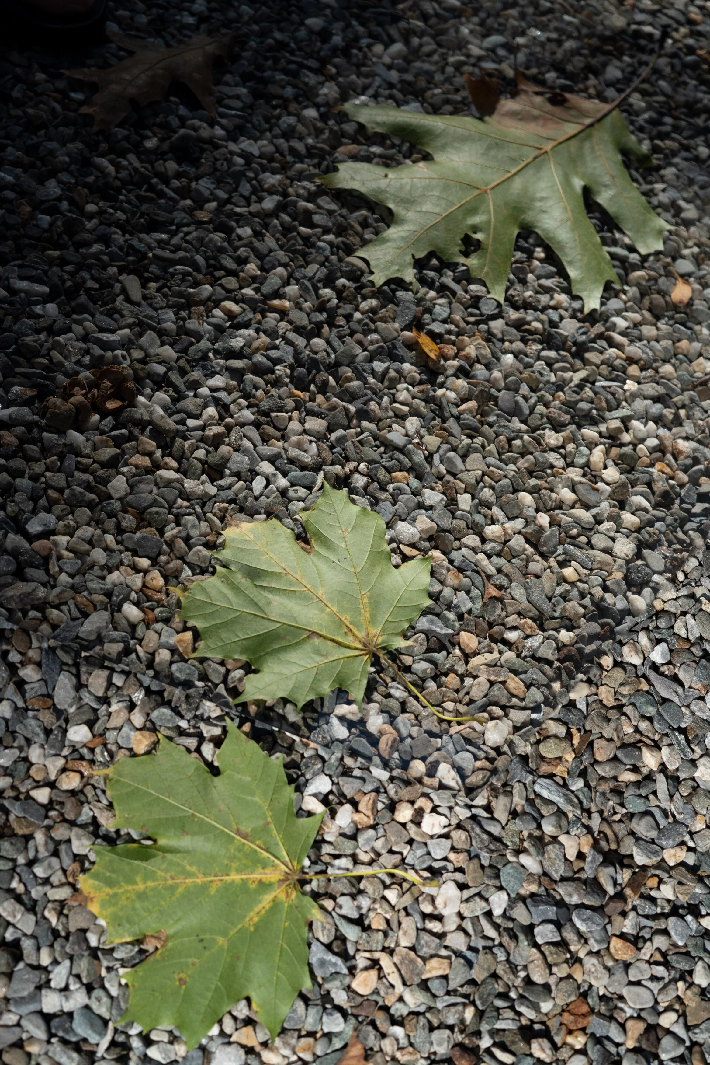 02_Driveway Leaves_01.jpg