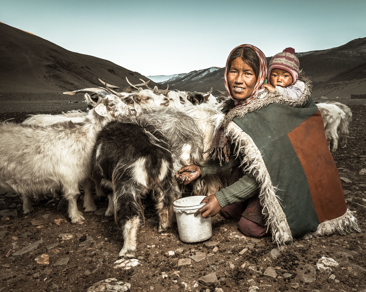  Milking the goats, Ladakh 