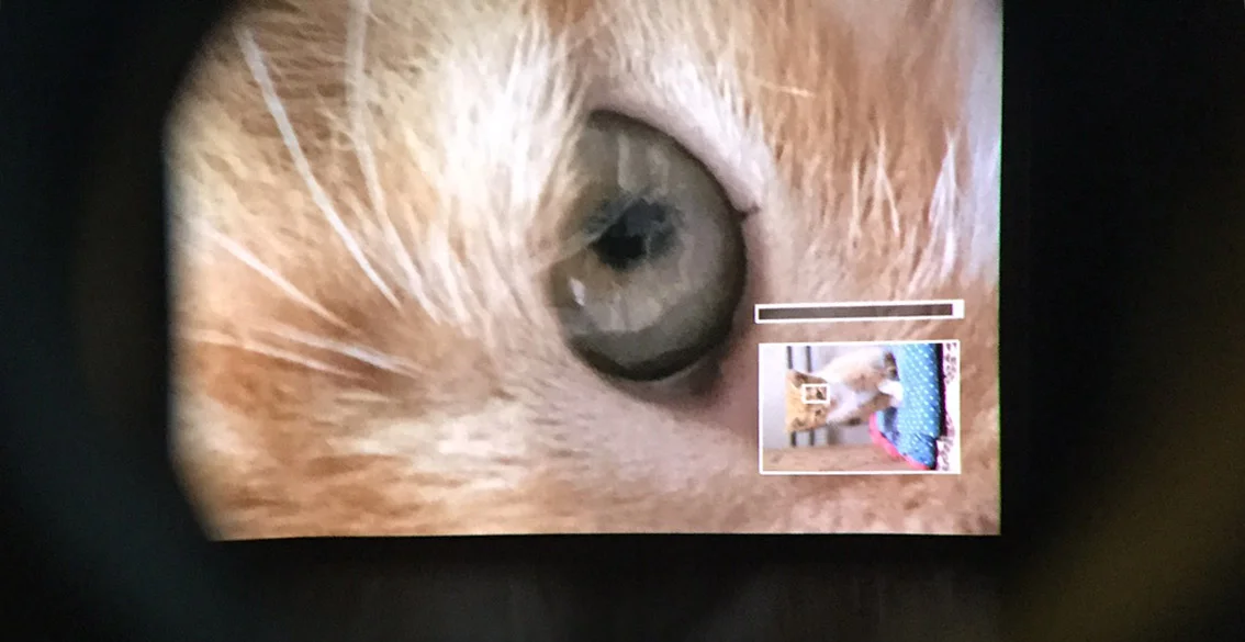 The obligatory kitten shot! An EVF only has one disadvantage: it's really hard to take a picture of the EVF itself :-) Here's a crappy iPhone attempt! When in playback mode, pressing the rear command dial automatically zooms in to 100 percent at the focus point you used when you made the shot. No need to take your eye of the viewfinder.