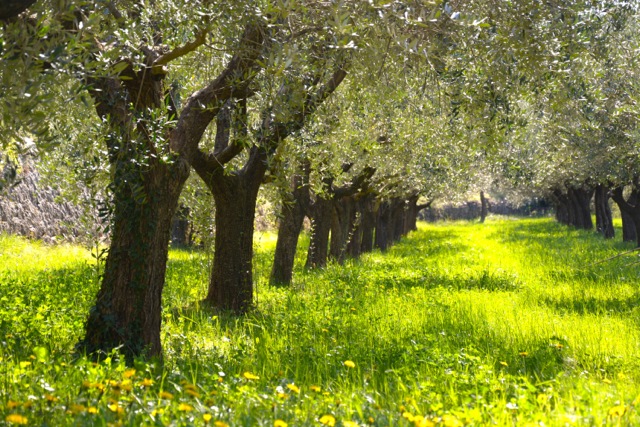 Mas Saint Antoine olive grove