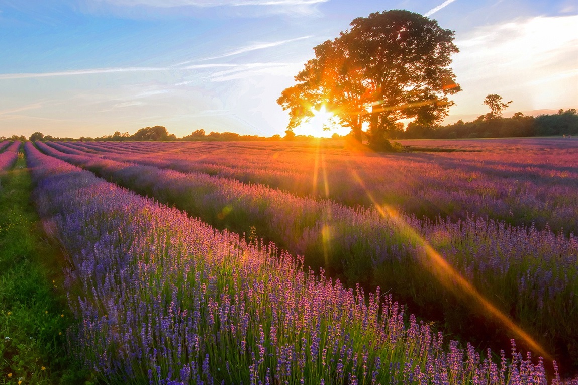 lavender-garden-of-the-sunset-jpg-486494.jpg