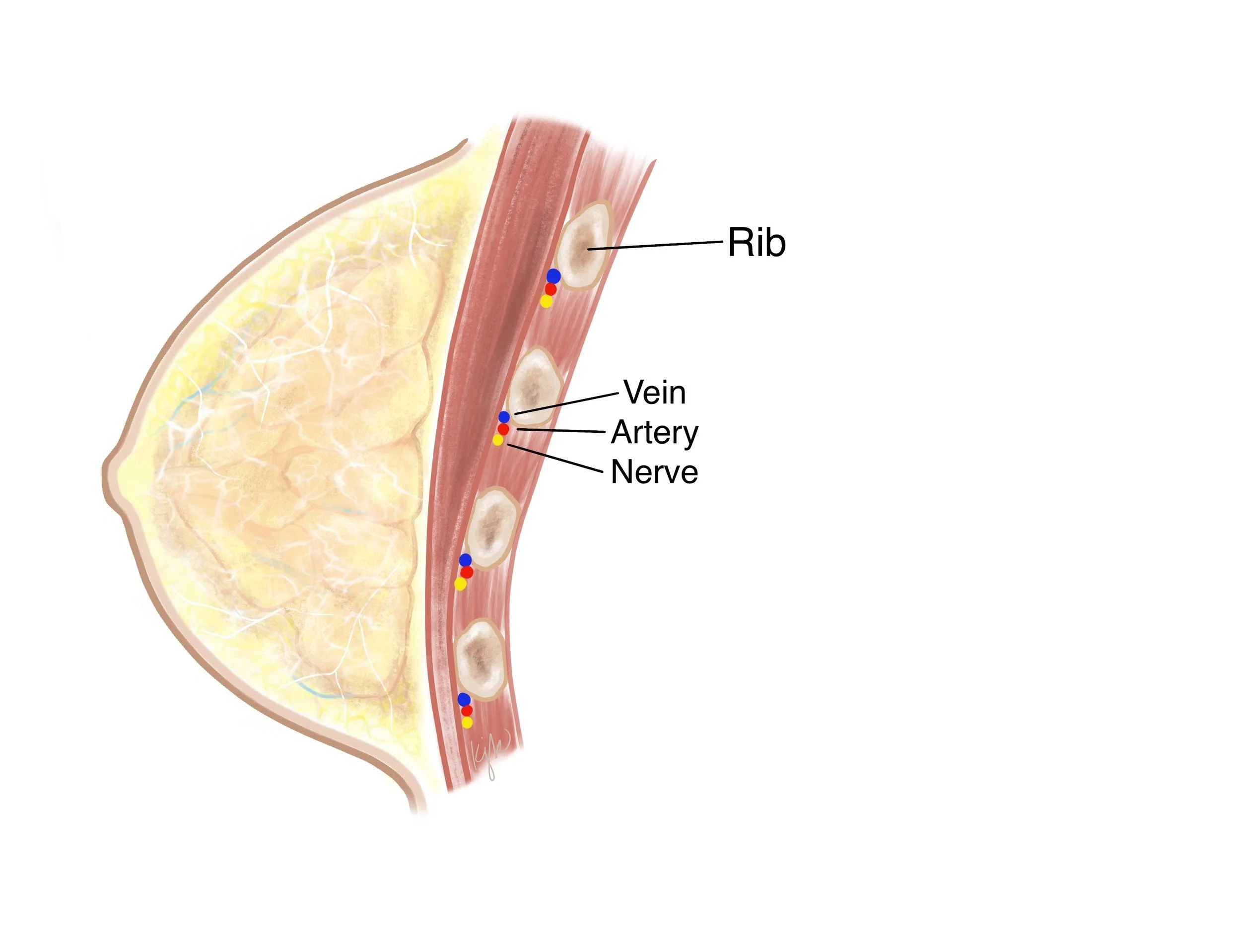 Breast_Anatomy.jpg