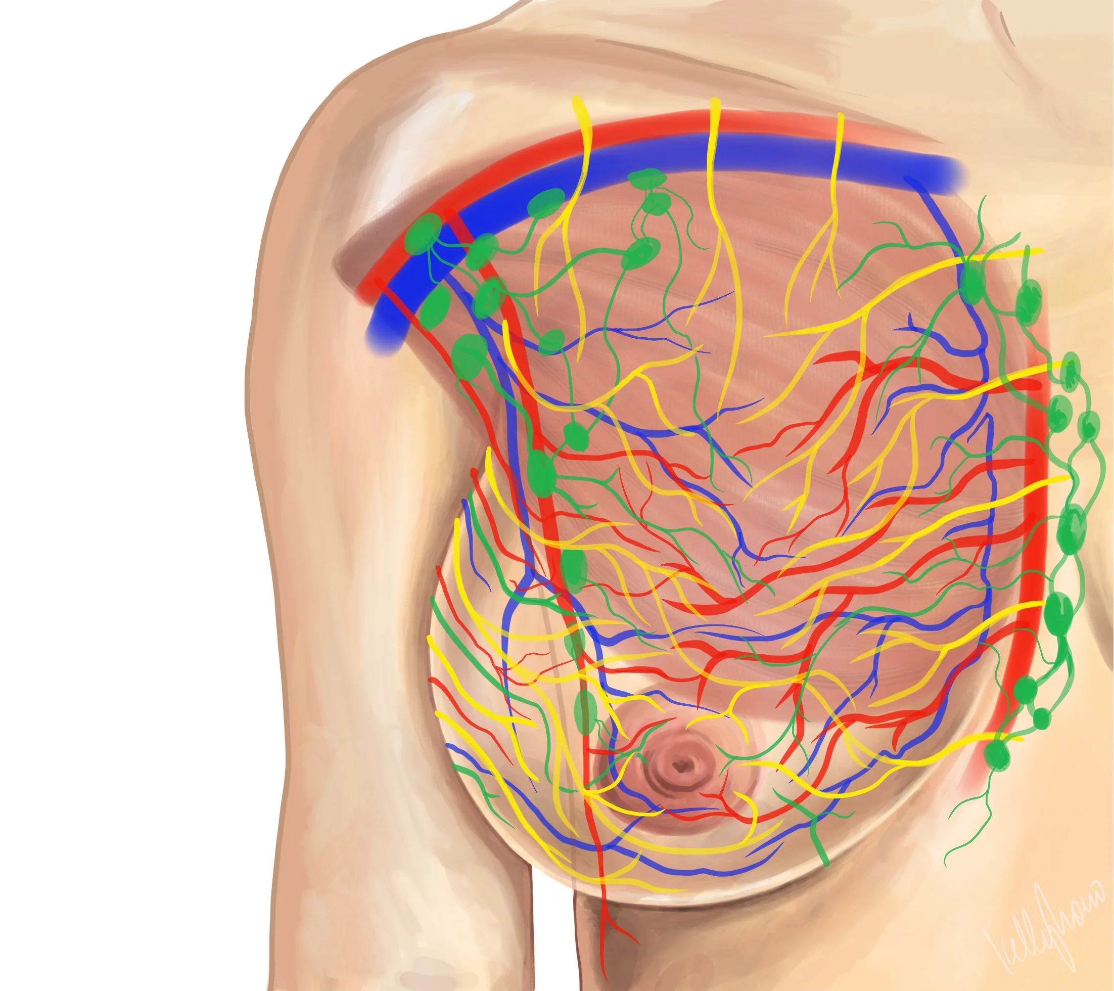 Breast_Vasc,_Nerves,_Lymph.jpg