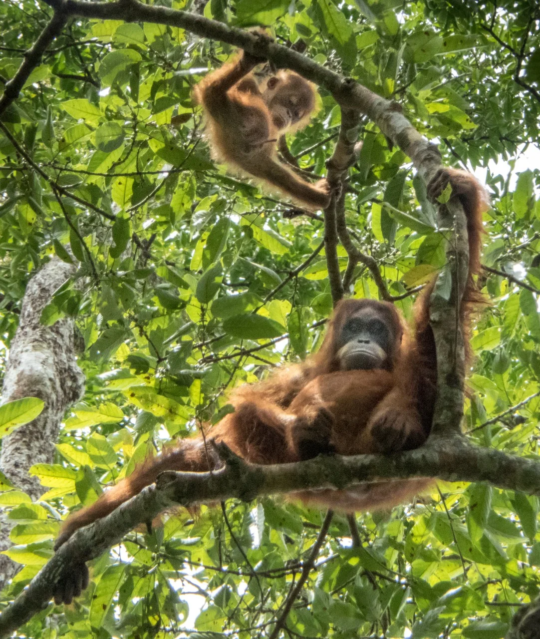 Wild oRANGUTANS NEAR kETAMBE, suMATRA, iNDONESIA